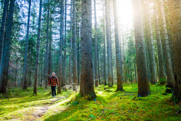 homem sênior caminhadas na floresta verde bonito em alpes julianos - sport exercising men julian alps - fotografias e filmes do acervo