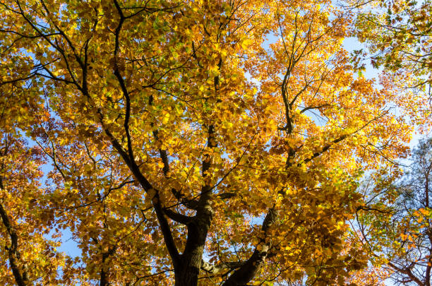 istock Oak trees from below against a clear blue sky on a sunny autumn day 1055983672