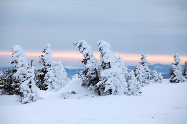 istock Snowy fir trees 1055983742