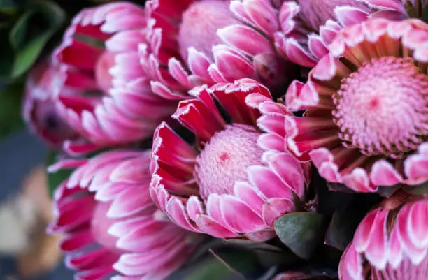 Photo of Red protea on black background