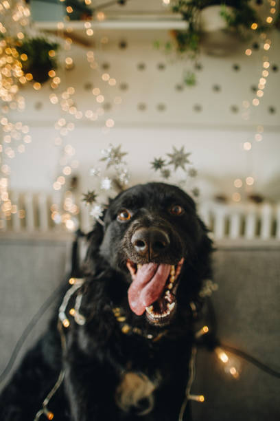 Photo of cute dog sitting on sofa and waiting for Christmas