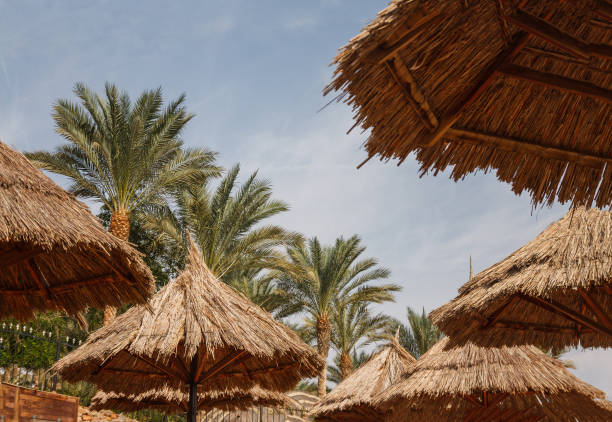 Bottom view of straw umbrellas and palm trees against a blue summer sky.