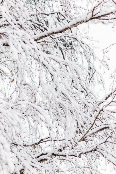 istock Branches of a birch under a thick layer of snow, close-up 1055986180