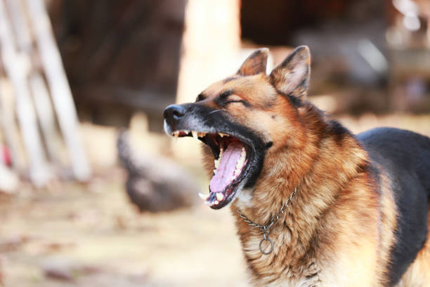 istock German shepherd dog canine portrait close up 1055986312