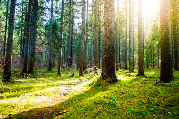 istock Beautiful Sunny Spring Forest in Julian Alps 1055987700