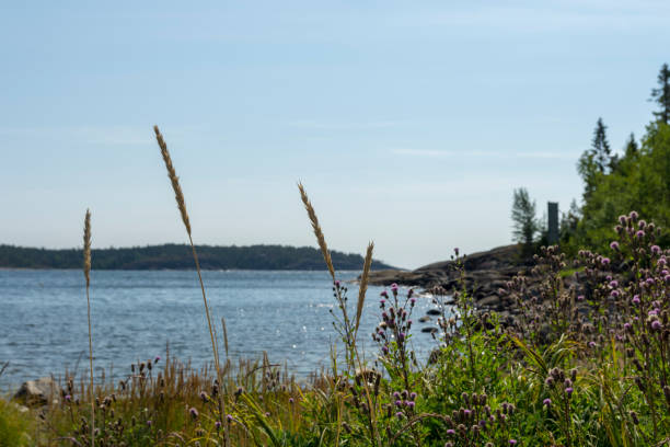 istock Flowers and grass in foreground and seashore with cliffs 1055988362