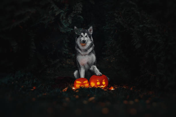 istock Halloween dog with pumpkins 1055990000