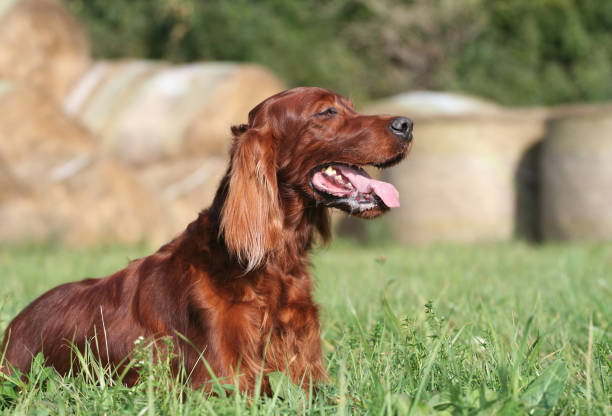 istock Beautiful happy dog panting in the grass 1055990622