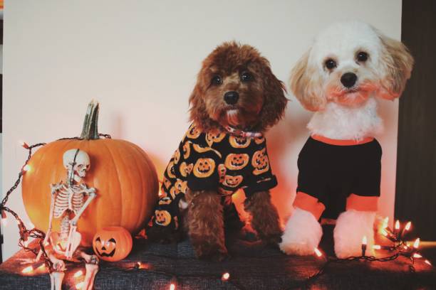 Halloween Puppies cute fluffy puppies ready for Halloween dre stock pictures, royalty-free photos & images