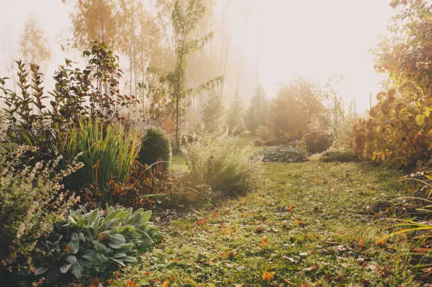 Photo of fog in early morning in late autumn or winter garden. Frosty beautiful rural view with pathway, lawn and plants.