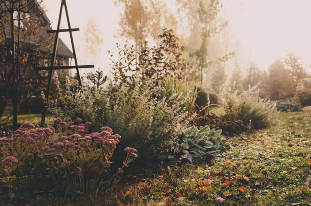 niebla en la madrugada en fines de otoño o jardín de invierno. hermosa vista rural escarchado con camino, césped y plantas. - jardín público fotografías e imágenes de stock