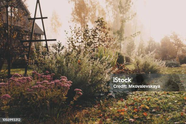 Niebla En La Madrugada En Fines De Otoño O Jardín De Invierno Hermosa Vista Rural Escarchado Con Camino Césped Y Plantas Foto de stock y más banco de imágenes de Jardín privado