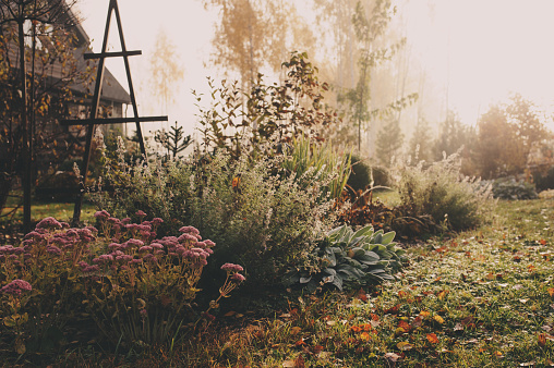 istock fog in early morning in late autumn or winter garden. Frosty beautiful rural view with pathway, lawn and plants. 1055993312
