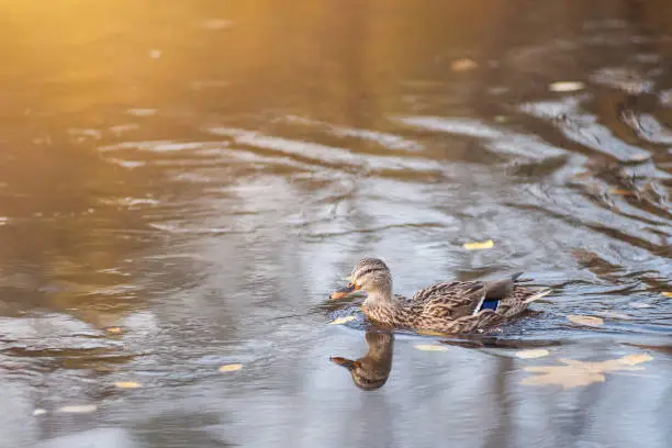 mallard duck swims across the wters of a autumn golden reflection.