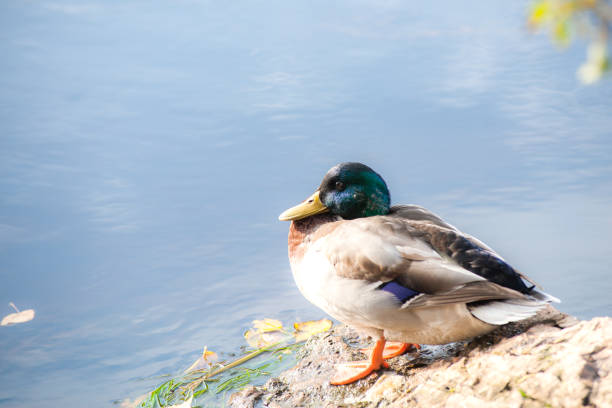 istock wild male duck basking on the stone. 1055996748