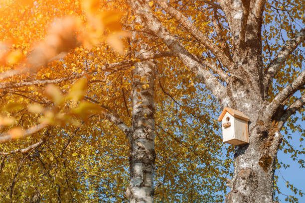 Bird Home in Nature