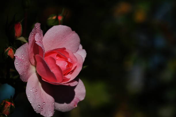 Rosa canina after rain close-up can be used as greeting card or computer monitor backgroun.