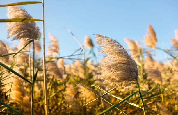 istock Summer beauty reed cane wisp on sunset 1055998722