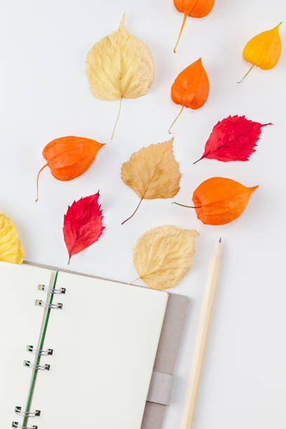 istock Notebook with flying dried flowers and leaves 1056000142