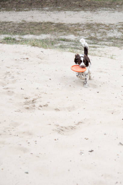 istock Young springer spaniel plays with toy disk  on nature. 1056000618
