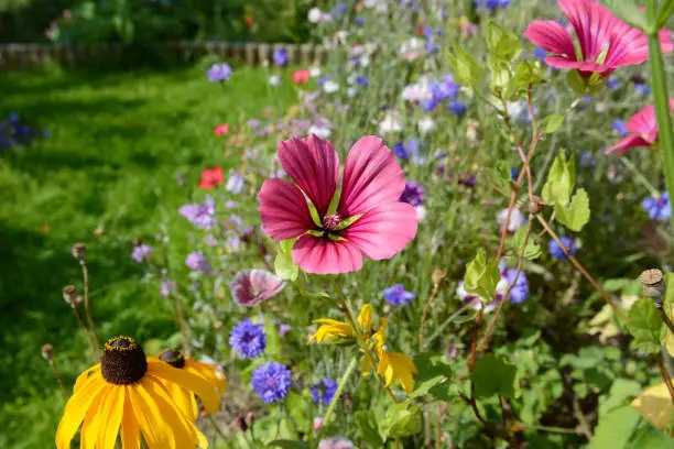 Pink malope trifida - mallow wort - and yellow rudbeckia flowers - coneflower - among wildflowers in a garden