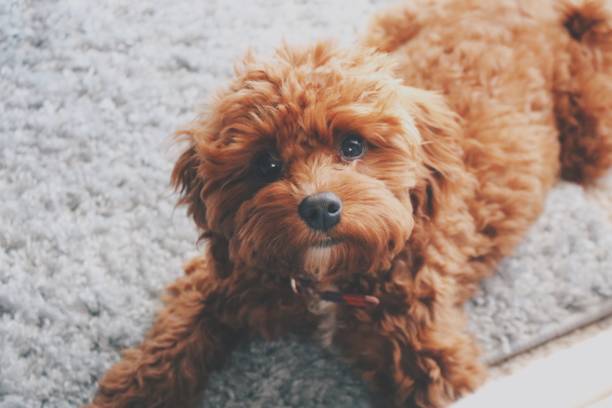 istock Sweet puppy 1056000726