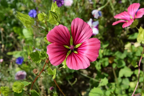 Malope flower - mallow wort - with five deep pink petals against flower bed background