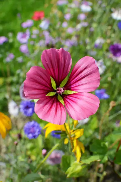 Bold pink malope trifida bloom grows in a vibrant flower bed in summer