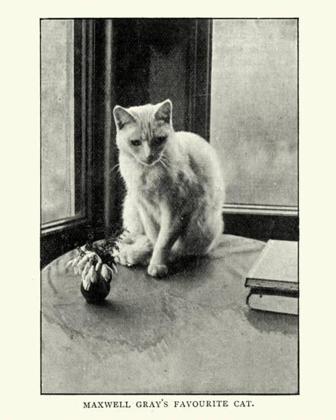 istock Maxwell Gray's favourite cat 1056003728