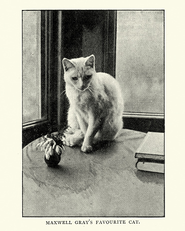 Vintage photograph of Maxwell Gray's favourite cat. Mary Gleed Tuttiett (11 December 1846 – 21 September 1923), better known by the pen name Maxwell Gray, was an English novelist and poet best known for her 1886 novel The Silence of Dean Maitland.