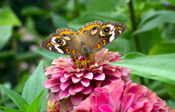 istock Common Buckeye Butterfly on Zinnia Flower 1056007442