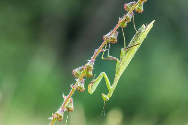 Green Mantis religiosa - common name praying mantis stock photo