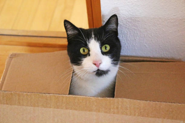 head of a cute black and white cat looking out of a cardboard box
