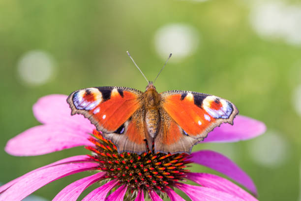 istock Two The European Peacock (Aglais io) on pink flower 1056010458