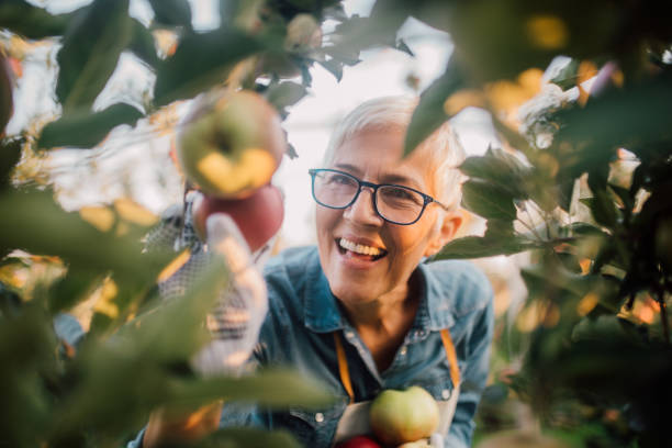 istock Mature woman picking apples 1056010674