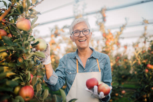 istock Smiling woman holding apples 1056010738