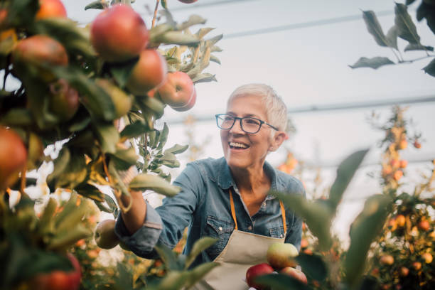 istock Smiling woman at apple orchard 1056010762