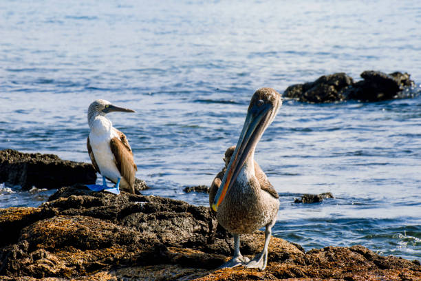 istock Blue Footed and Galapagos Pelican 1056012926