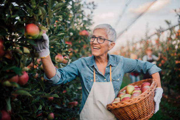 istock Happy woman picking apple 1056015148