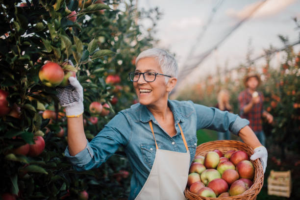 istock Smiling mature woman picking apples 1056015152