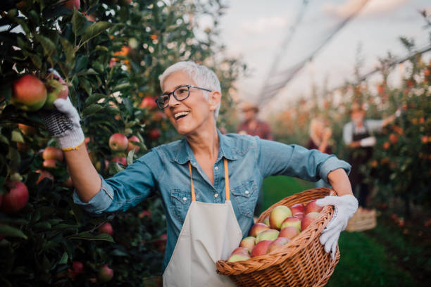 istock Smiling woman picking apples 1056015158