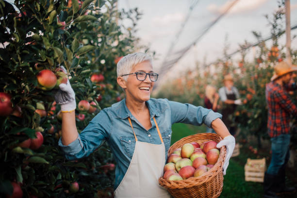 istock Woman smiling when picking up apples at the farm 1056015246