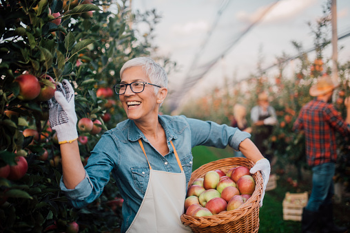 Joyful mature woman picking up apples in the orchard