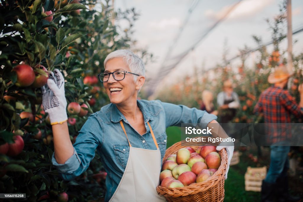 Smiling old woman picking apples Joyful mature woman picking up apples in the orchard Apple - Fruit Stock Photo