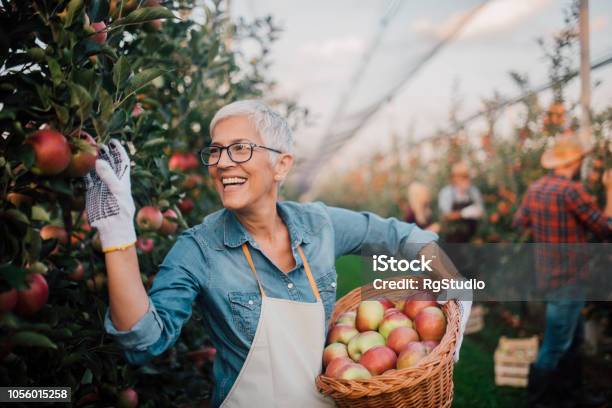 Smiling Old Woman Picking Apples Stock Photo - Download Image Now - Apple - Fruit, Picking - Harvesting, Autumn