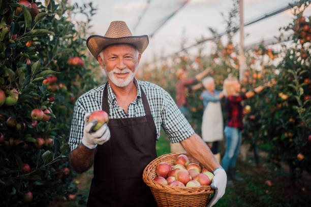 istock Happy man holding a basket of apples 1056015342