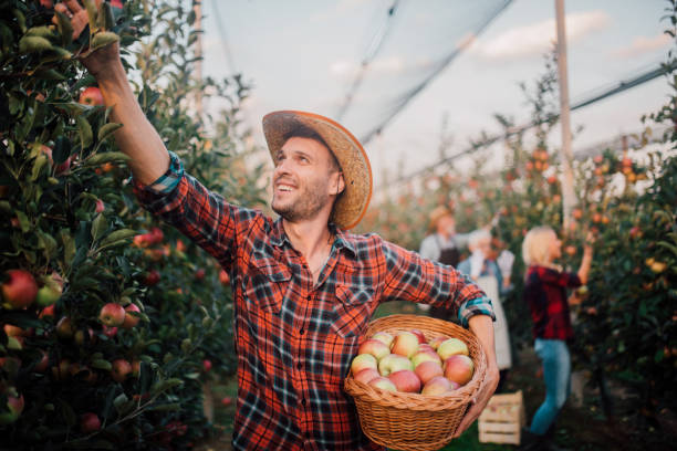 istock Joyful man at the apple orchard 1056015598