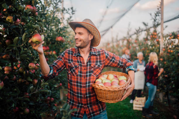 istock Young man holding a basket of apples 1056015604