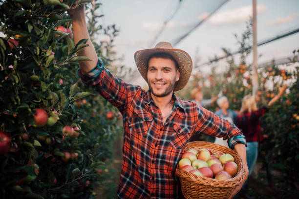 istock Young farmer at the apple farm 1056015678