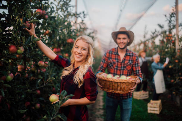 улыбающаяся молодая женщина, собираюющая яблоки - senior adult couple farm gardening стоковые фото и изображения